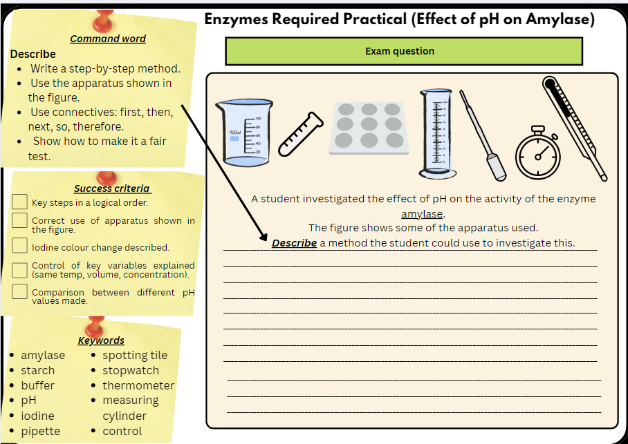 Preview of GradeUpScience Enzymes Required Practical worksheet